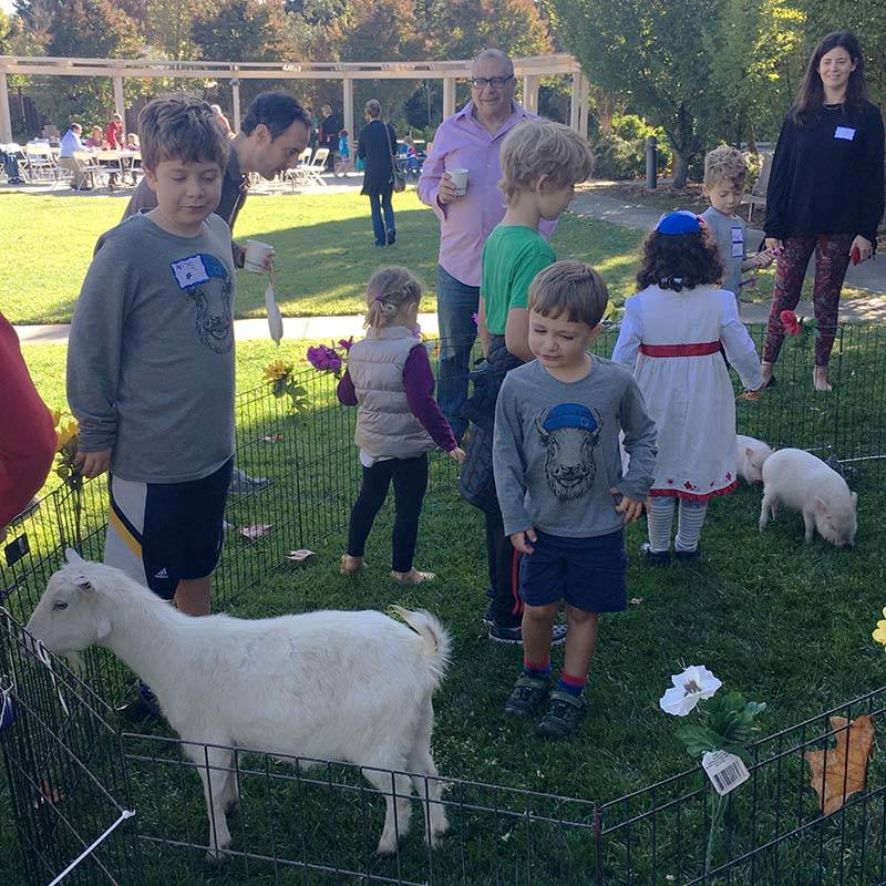 Shir Family petting zoo event